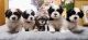Shih Tzu Puppies for sale in Montgomery, Alabama. price: $500