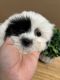 Shih Tzu Puppies for sale in Chesapeake, Virginia. price: $500