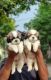 Shih Tzu Puppies for sale in Chennai, Tamil Nadu. price: 8,000 INR