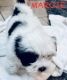 Shih Tzu Puppies for sale in Fort Worth, Texas. price: $800