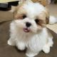 Shih Tzu Puppies for sale in Indianapolis, Indiana. price: $500