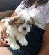 Shih Tzu Puppies for sale in Iowa City, Iowa. price: $500