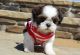Shih Tzu Puppies for sale in Central, South Carolina. price: $500