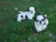 Shih Tzu Puppies for sale in Bakersfield, California. price: $500