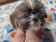 Shih Tzu Puppies for sale in Adams, MN 55909, USA. price: $800