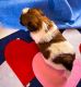 Shih Tzu Puppies for sale in Lillington, NC 27546, USA. price: $1,299