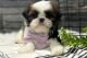 Shih Tzu Puppies for sale in Birmingham, Alabama. price: NA