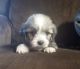 Shih Tzu Puppies for sale in Guthrie, OK, USA. price: $500
