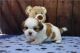 Shih Tzu Puppies for sale in Sacramento, California. price: NA