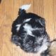 Shih Tzu Puppies for sale in Urbana-Champaign, Illinois. price: $700
