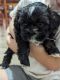 Shih Tzu Puppies for sale in Toowoomba, Queensland. price: $950