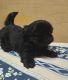 Shih Tzu Puppies for sale in Dundas, IL 62425, USA. price: $500
