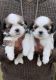 Shih Tzu Puppies for sale in Bengaluru, Karnataka, India. price: 8,500 INR
