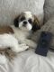Shih Tzu Puppies for sale in Point Cook, Victoria. price: $2,500