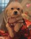 Shih Tzu Puppies for sale in Phoenix, Arizona. price: $375