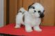 Shih Tzu Puppies for sale in Los Angeles, California. price: $800