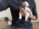 Shih Tzu Puppies for sale in Farmington Hills, Michigan. price: $700