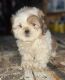 Shih Tzu Puppies for sale in 880 S Ray Quincy Rd, Montgomery, MI 49255, USA. price: $750