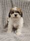Shih Tzu Puppies for sale in Clyde, NY 14433, USA. price: $475