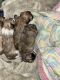 Shih Tzu Puppies for sale in Benbrook, TX, USA. price: $1,250