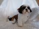 Shih Tzu Puppies for sale in Los Angeles, CA, USA. price: $1,800