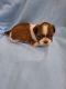 Shih Tzu Puppies for sale in Pahrump, NV, USA. price: $1,500
