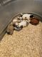 Shih Tzu Puppies for sale in Tucson, AZ, USA. price: $700