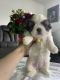 Shih Tzu Puppies for sale in Miami, Florida. price: $1,200