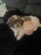 Shih Tzu Puppies for sale in Browns Plains, Queensland. price: $1,800