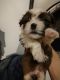 Shih Tzu Puppies for sale in Eunice, Louisiana. price: $450