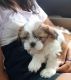 Shih Tzu Puppies for sale in Chicago, Illinois. price: $500