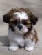 Shih Tzu Puppies for sale in Cincinnati, Ohio. price: $500