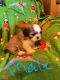 Shih Tzu Puppies for sale in Tucson, AZ, USA. price: $600