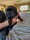 Shih Tzu Puppies for sale in Statesville, North Carolina. price: $800