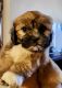 Shih Tzu Puppies for sale in Racine, Wisconsin. price: $75,000