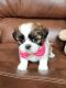 Shih Tzu Puppies for sale in Silver Spring, Maryland. price: $500