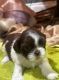 Shih Tzu Puppies for sale in Chicago, Illinois. price: $400