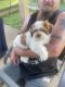 Shih Tzu Puppies for sale in Browns Plains, Queensland. price: $1,000