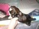 Shih Tzu Puppies for sale in Daly City, CA, USA. price: $300