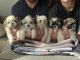 Shih Tzu Puppies for sale in Henderson, Nevada. price: $950