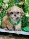 Shih Tzu Puppies for sale in Broxton, GA 31519, USA. price: $800