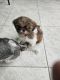 Shih Tzu Puppies for sale in Cape Coral, Florida. price: $900