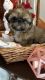 Shih Tzu Puppies for sale in Bridgeton, NJ 08302, USA. price: $1,500