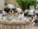 Shih Tzu Puppies for sale in Scottsdale, AZ 85251, USA. price: $1,100