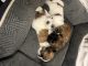 Shih Tzu Puppies for sale in Wayne, Michigan. price: $700
