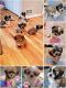 Shih Tzu Puppies for sale in Sugar Grove, Illinois. price: $850