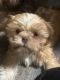 Shih Tzu Puppies for sale in Tampa, Florida. price: $1,500