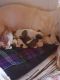 Shih Tzu Puppies for sale in Los Angeles, California. price: $1,000