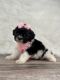 Shih Tzu Puppies for sale in Perris, California. price: $1,000