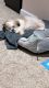 Shih Tzu Puppies for sale in Farmingdale, New York. price: $4,000